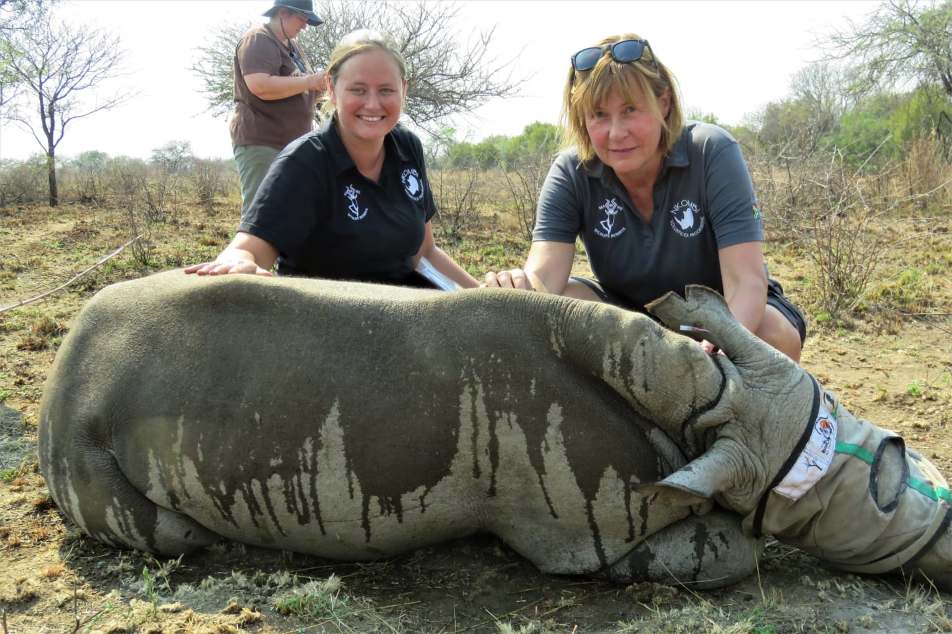 Dobrovolnice Hana u dstraňování nosorožčích rohů
