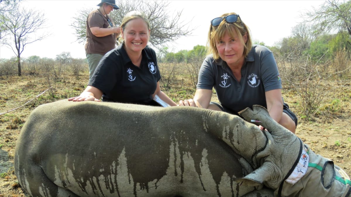 Hana u dstraňování nosorožčích rohů