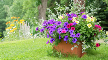 Zahrada v nádobách: V květináčích pěstujte letničky, trvalky, bylinky i pokojovky
