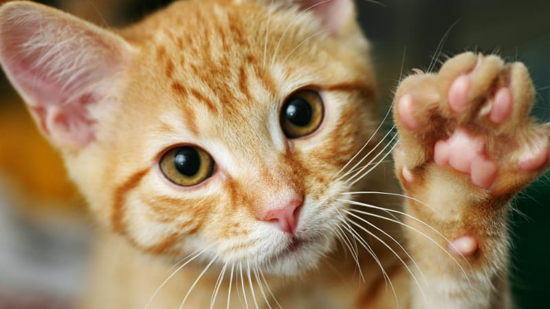 Kočičí parazit zásadně mění mozek i vzhled člověka. Nemocí trpí třetina Čechů