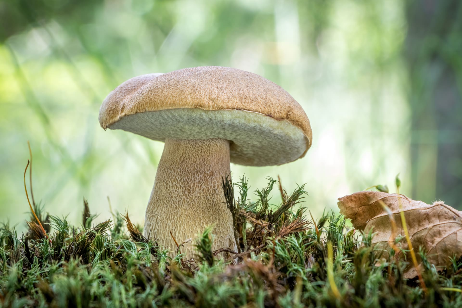 Hřib dubový. Řadí se k houbařsky nejvyhledávanějším druhům.  Zdroj: Getty Images
