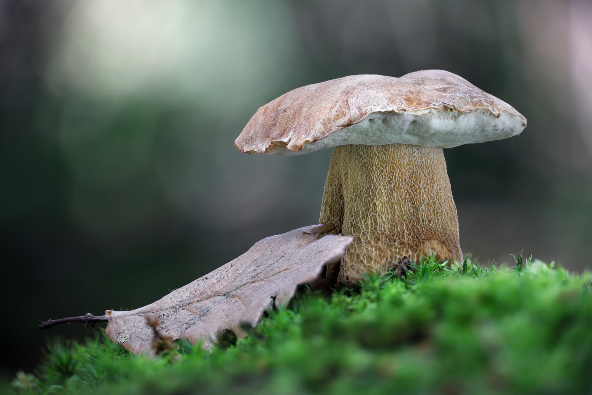 Hřib dubový je houba vhodná k sušení. 