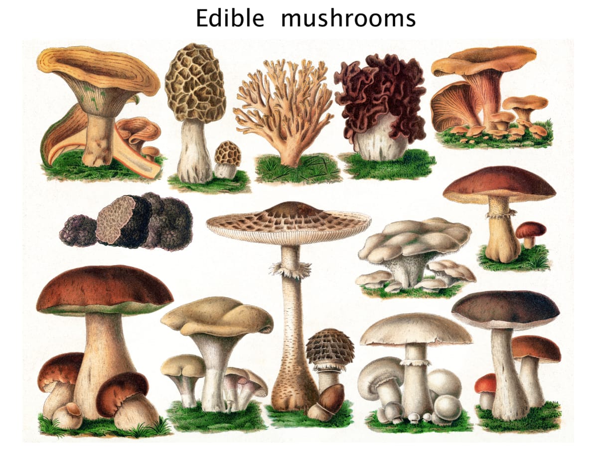 Plakát s jedlými houbami