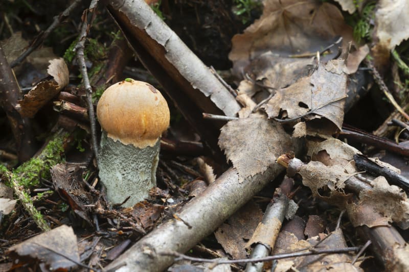 Křemenáč březový je opravdu krásná houba. 
