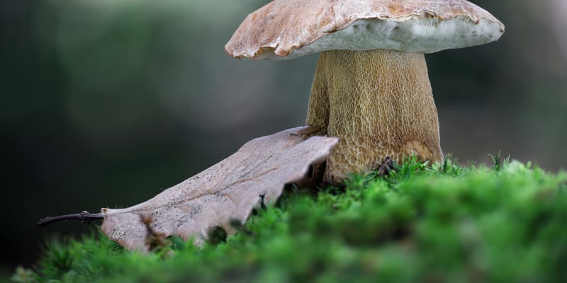 Hřib dubový neboli Boletus reticulatus je skvělá houba. 