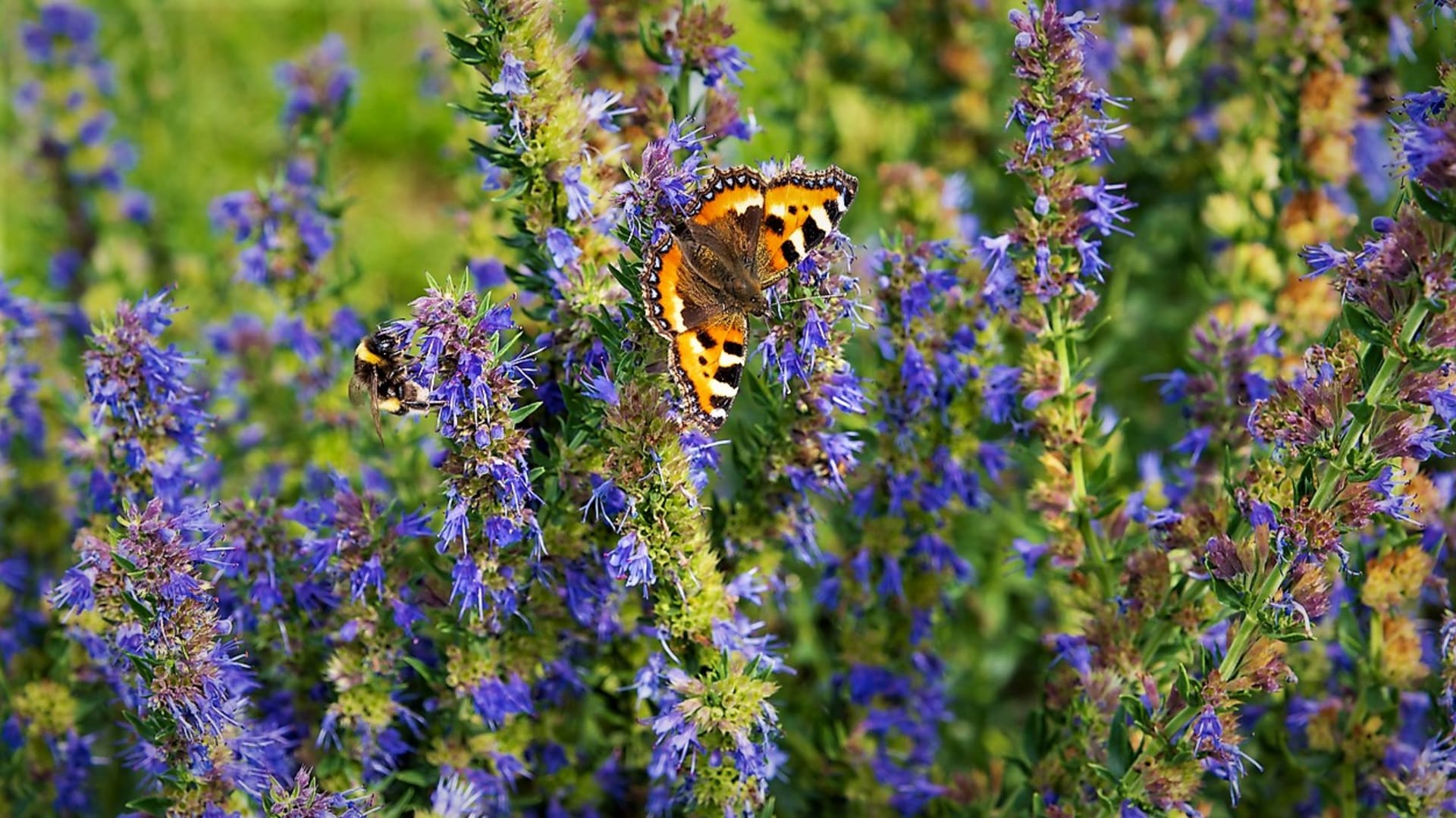 Yzop lékařský kvete od května do září drobnými, nejčastěji modrými až fialovými, ale i růžovými a bílými květy plnými pylu a nektaru, které milují včely, čmeláci, motýli a další užitečný hmyz.