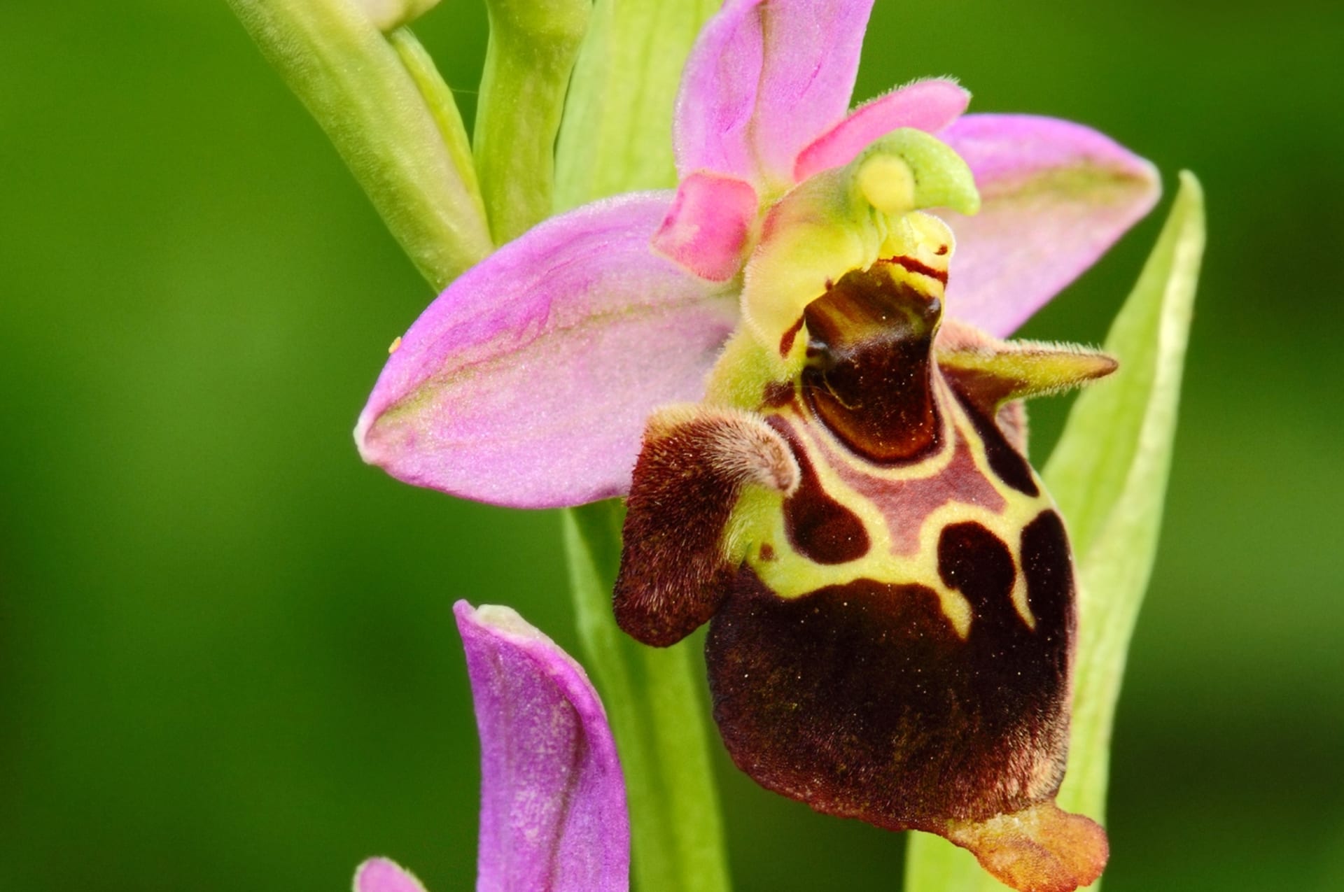 Tořič čmelákovitý (Ophrys holosericea)