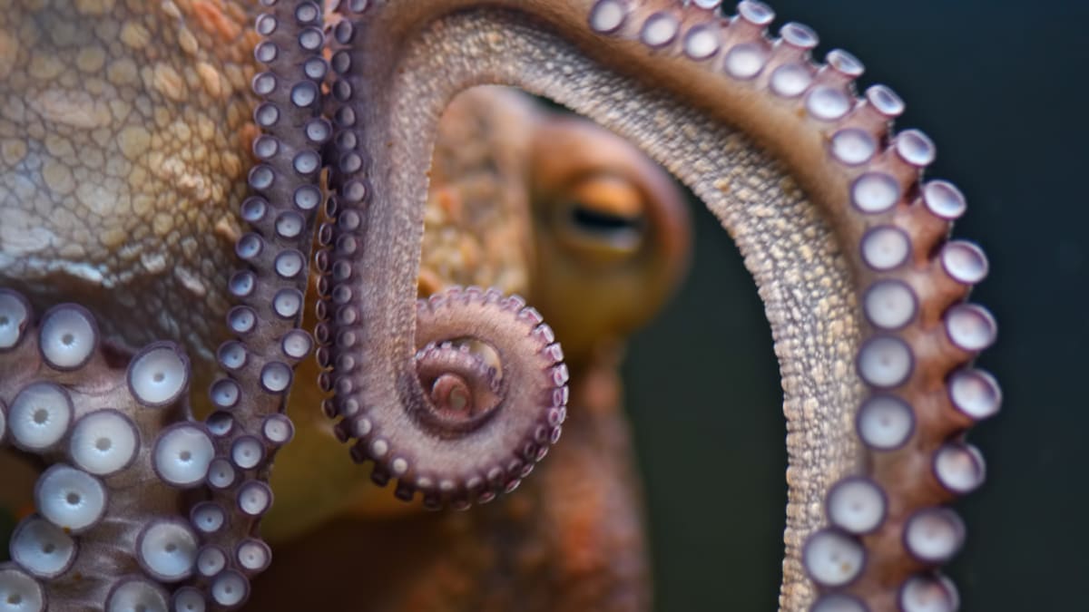 Chobotnice mají stále ještě mnoho tajemství