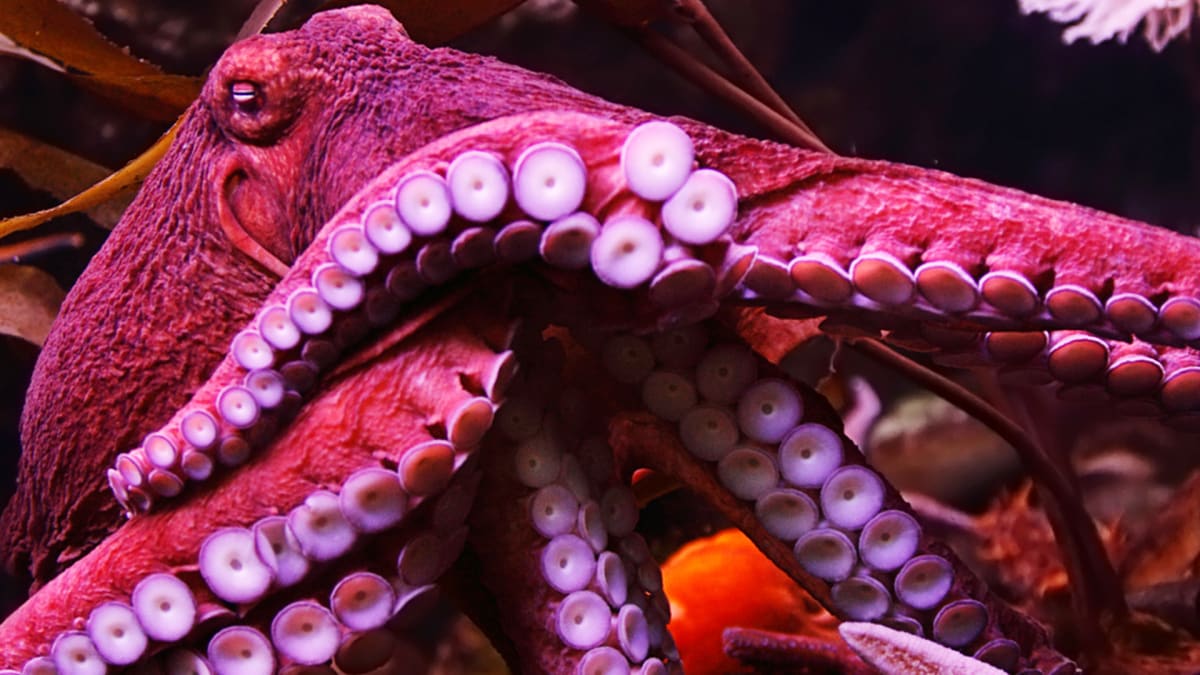 Chobotnice si sahají na život