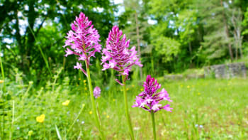 5 nejkrásnějších zemních orchidejí z naší přírody. Krásky, ke kterým je třeba pokleknout