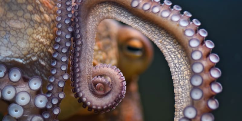 Chobotnice mají stále ještě mnoho tajemství