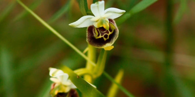 Tořič čmelákovitý (Ophrys holosericea)