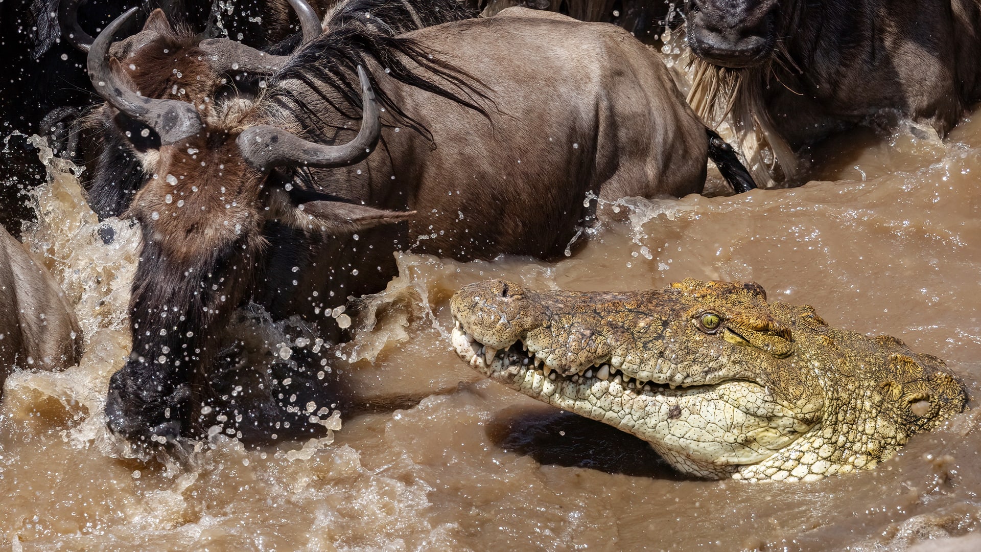 Pakoni čelí útoku krokodýlů