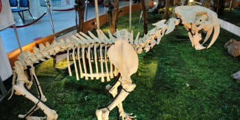 Senzační objev. Mladíci našli při potápění mamutí kost i zub šavlozubého tygra