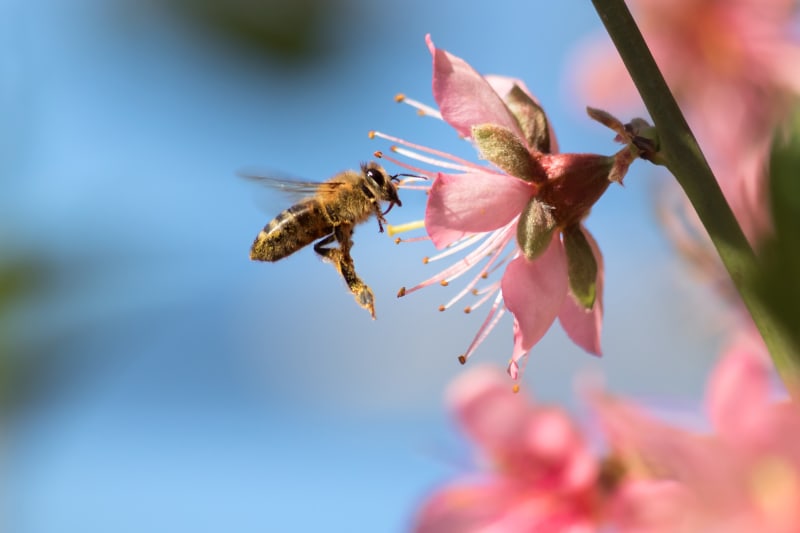 Samozřejmě, včely vyrábí med, ale hlavně bychom bez nich neměli moc ovoce a květin
