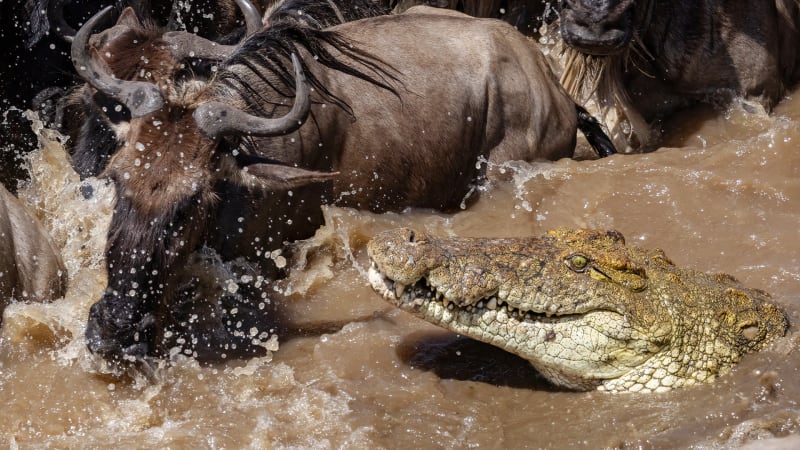 Stáda pakoňů se vrhají do řeky plné krokodýlů. Podívejte se, jak čelí zubaté smrti
