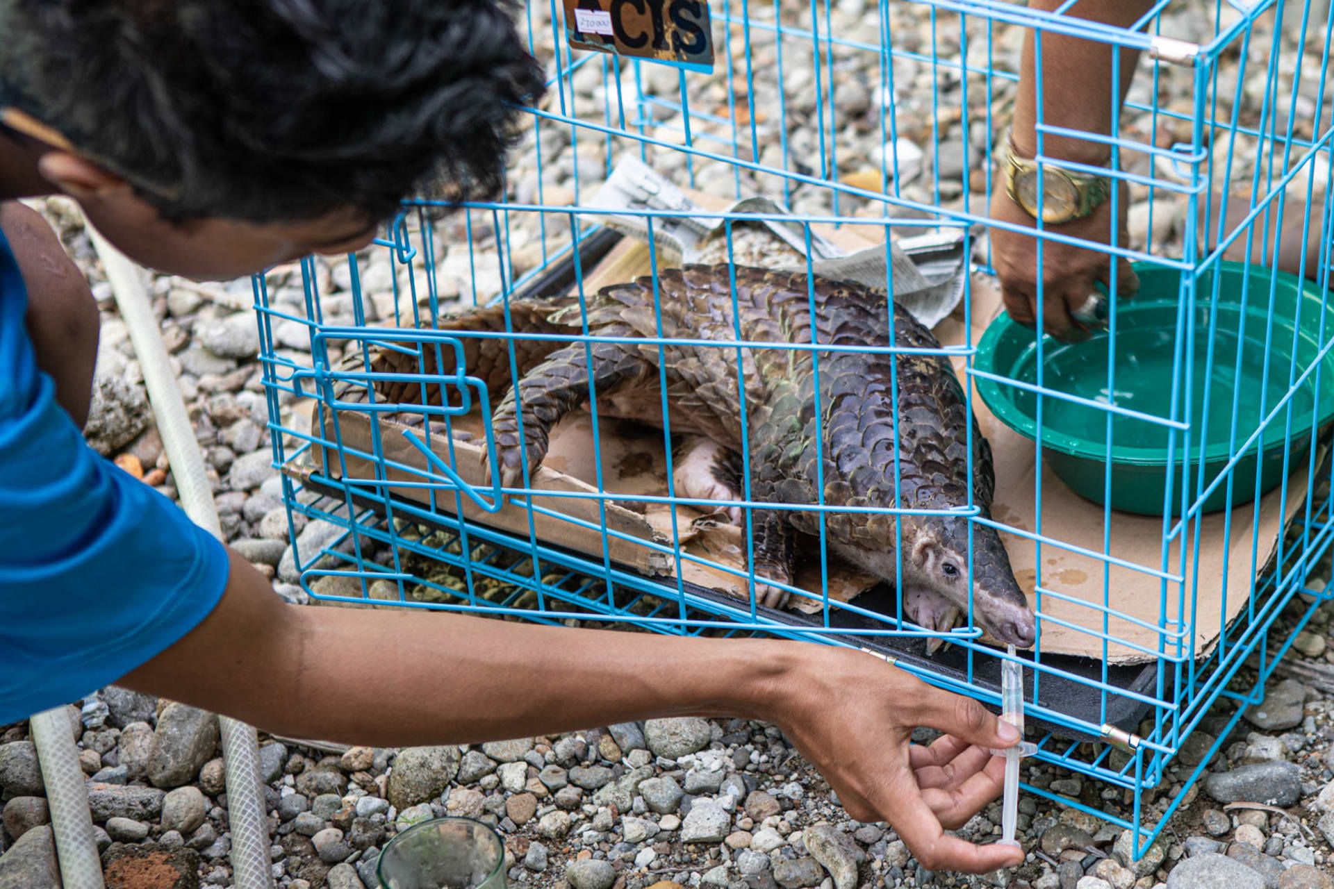 Na stavu zvířat a na podmínkách, ve kterých zvířata živoří, pašerákům v Indonésii nezáleží.