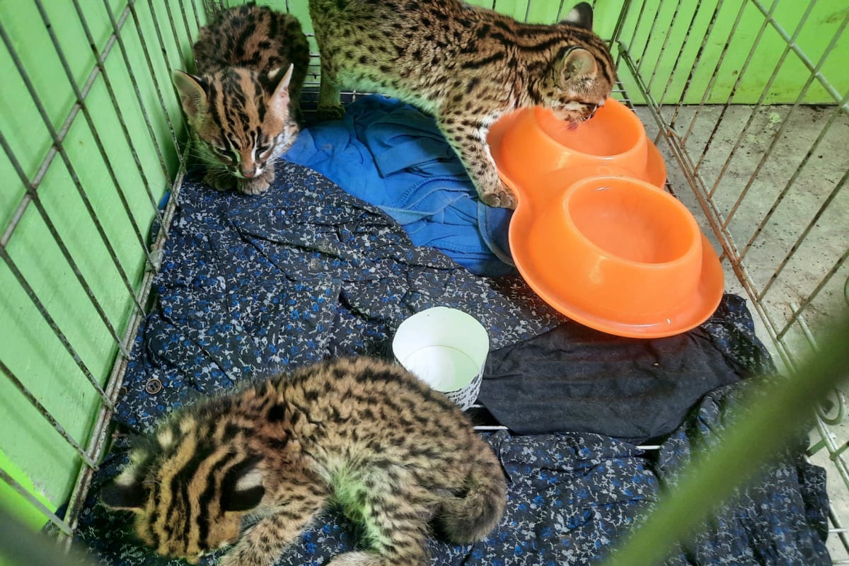 Koťata kočky bengálské nalezená u pašeráka.