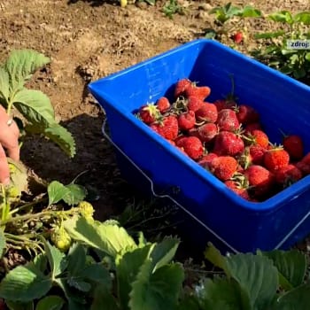 V Česku začala jahodová sezona. Potraviny mohou lidé pořídit i na samosběru.