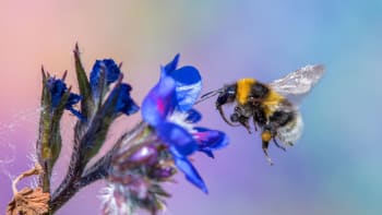 Čmeláci jsou vlastně divoké včely, nevadí jim ani větší chlad. Nezaútočí, ale bránit se umí
