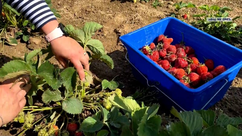 V Česku začala jahodová sezona. Potraviny mohou lidé pořídit i na samosběru.