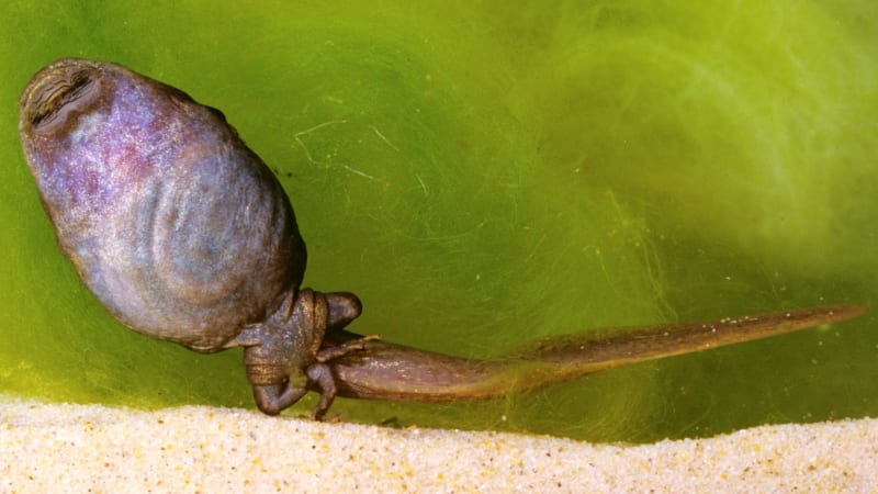 Fascinující video přeměny pulce v žábu: Mrňous roste jako Vetřelec a žere jako piraňa