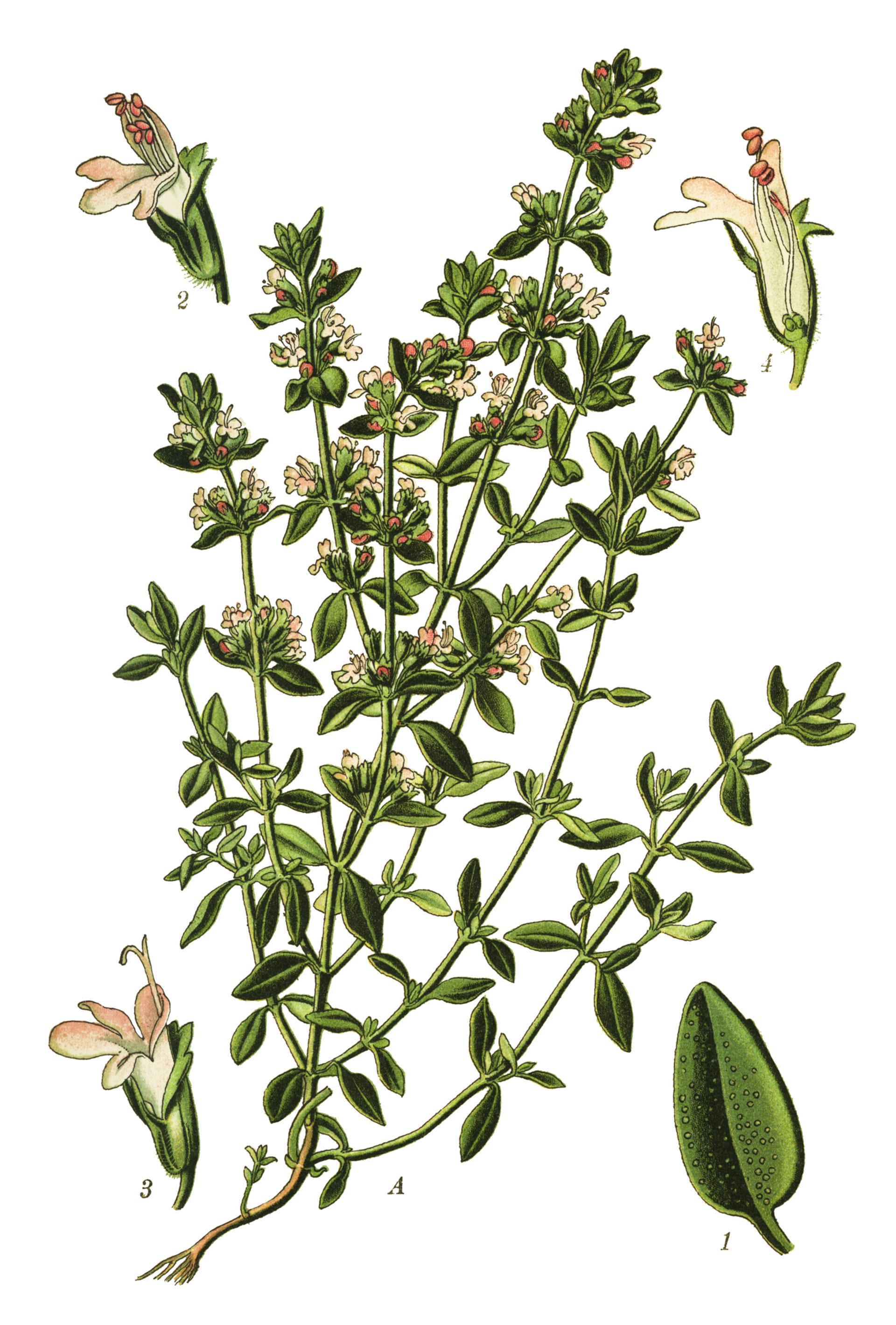 Tymián (Thymus vulgaris)