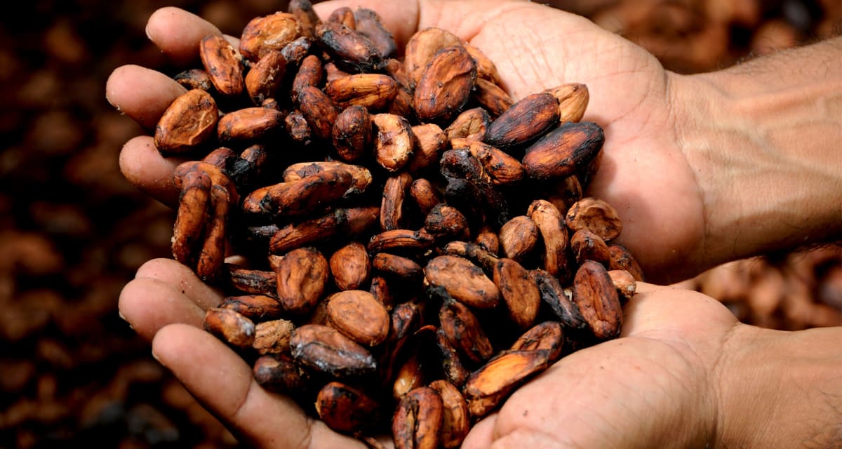 Všechny kakaové boby zakoupené pro Magnum proto pochází z udržitelných zdrojů a jsou certifikovány organizací Rainforest Alliance, která zabraňuje nelegální těžbě dřeva a podporuje ochranu pralesů