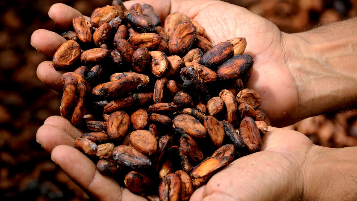Všechny kakaové boby zakoupené pro Magnum proto pochází z udržitelných zdrojů a jsou certifikovány organizací Rainforest Alliance, která zabraňuje nelegální těžbě dřeva a podporuje ochranu pralesů