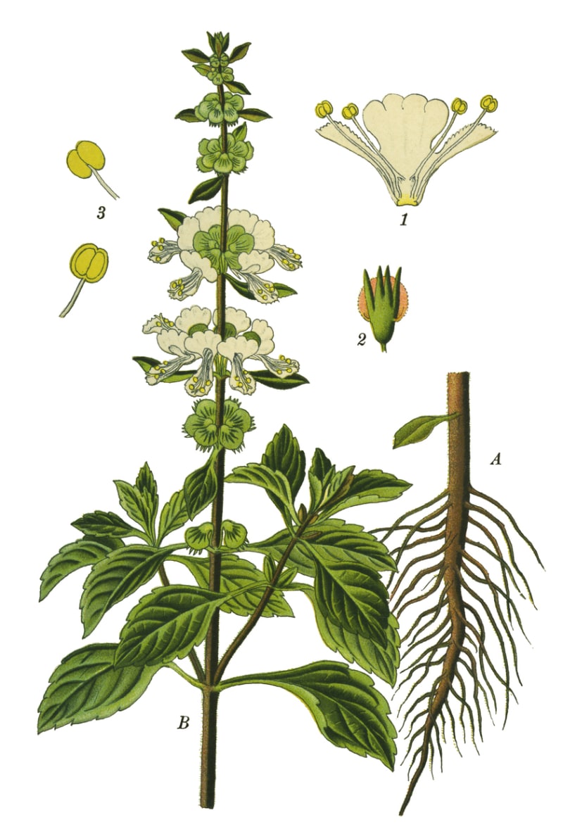 Bazalka (Ocimum basilicum)
