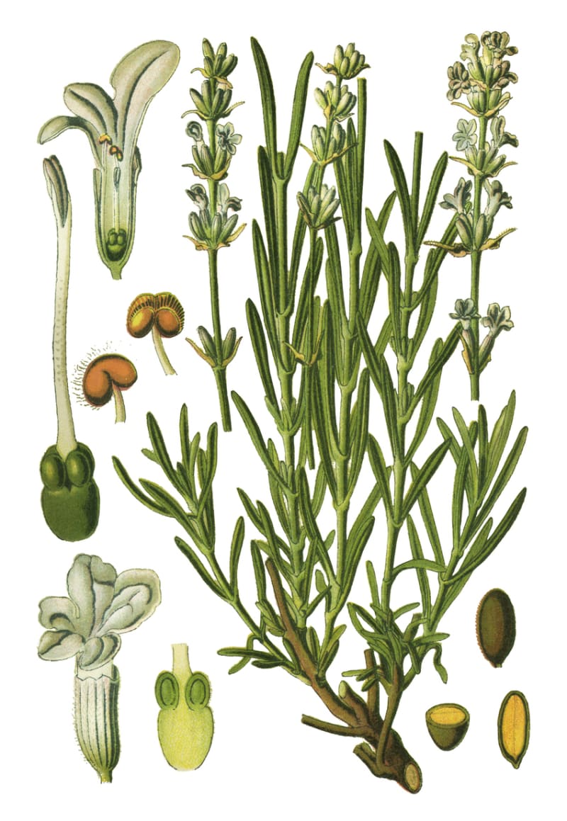 Levandule (Lavandula angustifolium)