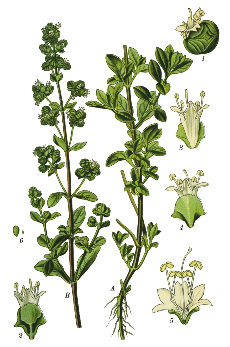 Dobromysl, oregano (Origanum vulgare)