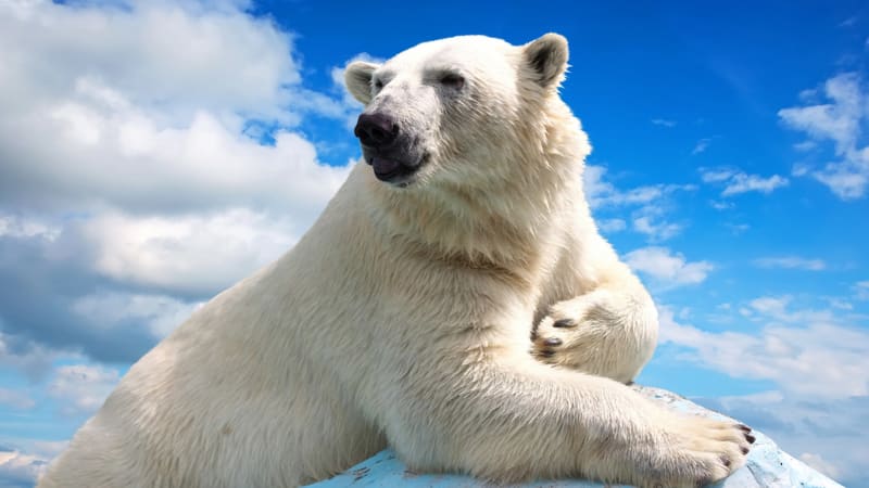Fotograf přistihl ledního medvěda na vorvaní mrtvole. Úchvatné snímky vyvolávají obavy