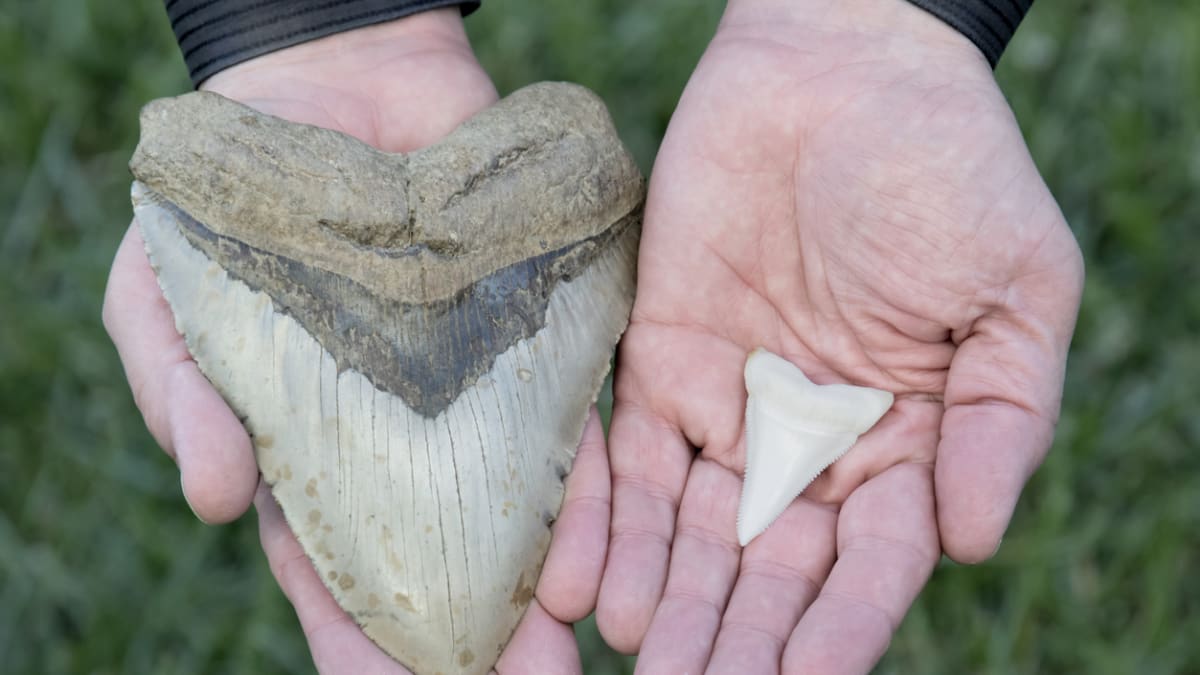 Srovnání velikosti zubu megalodona a velkého bílého žraloka