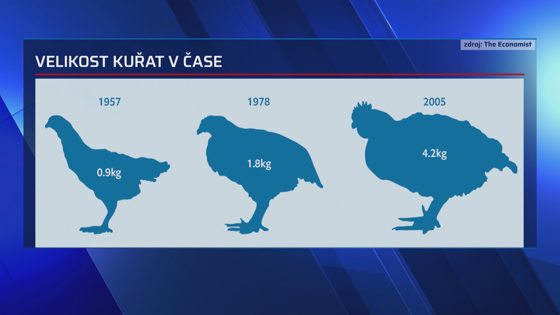 Kuře se za 50 let čtyřikrát zvětšilo.