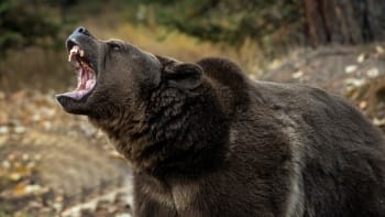 Učitelku v Hradišti skalpovala medvědice. O děsivém zážitku teď žena promluvila