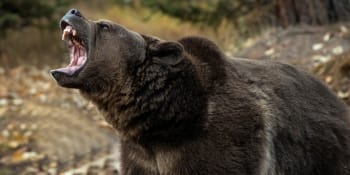 Učitelku v Hradišti skalpovala medvědice. O děsivém zážitku teď žena promluvila