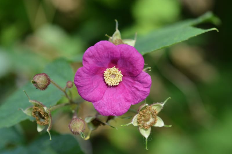 Ostružiník vonný (Rubus odoratus)