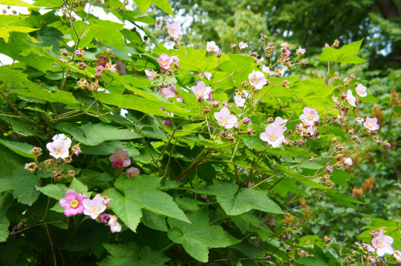 Růžově květoucí ostružiník vonný (Rubus odoratus)