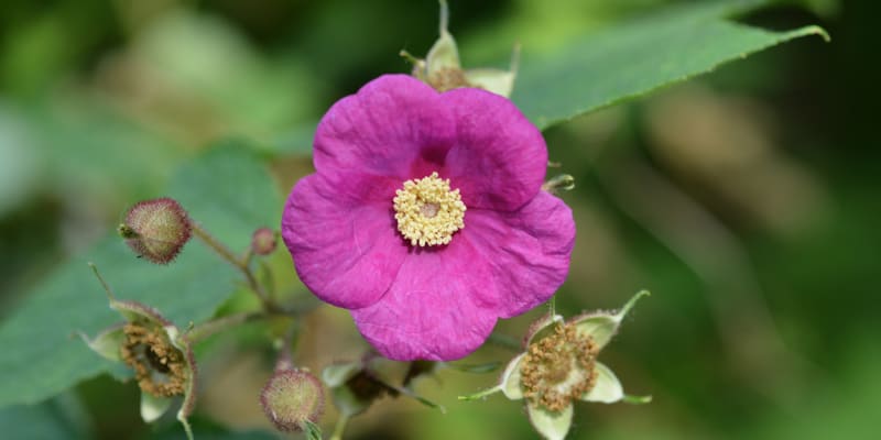 Ostružiník vonný (Rubus odoratus)