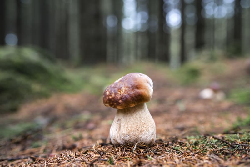 Nejoblíbenější česká houba, hřib smrkový