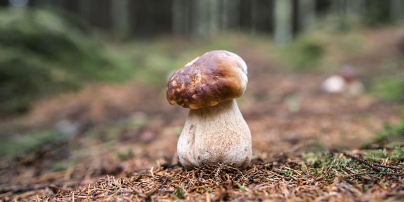 Nejoblíbenější česká houba, hřib smrkový Zdroj: Getty Images