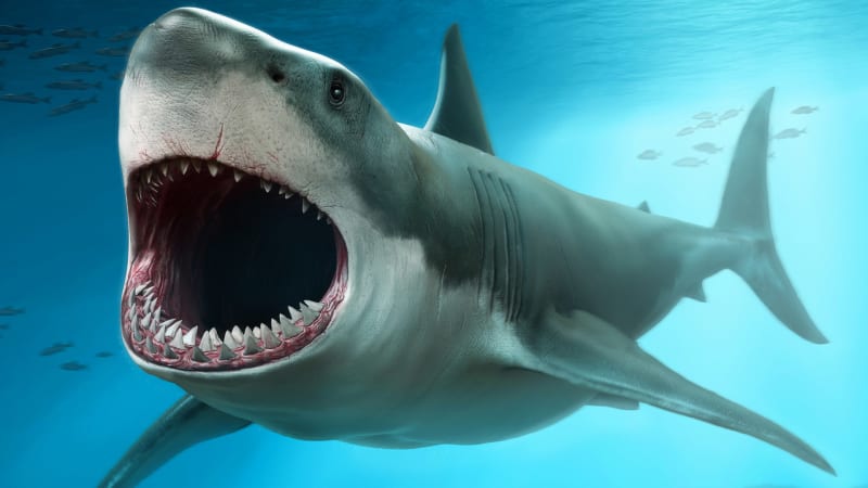 Požírač žraloků je neviditelný zabiják. Kořist uvězní zahnutými zuby