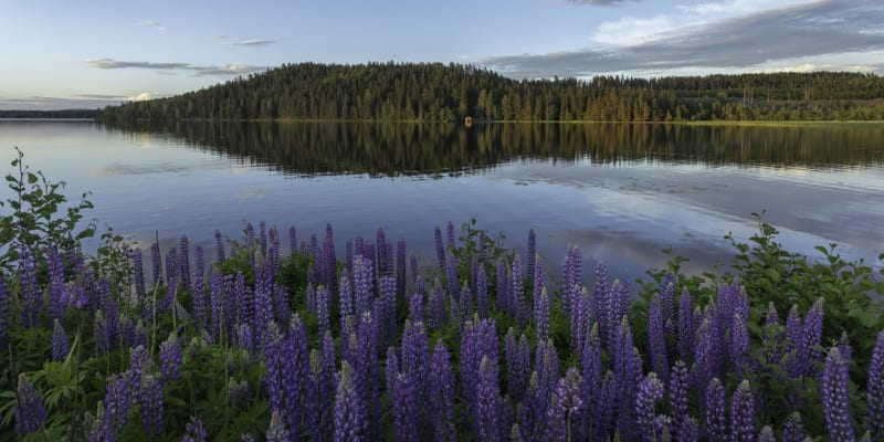  Okraj jezera ve švédské Dalarně  