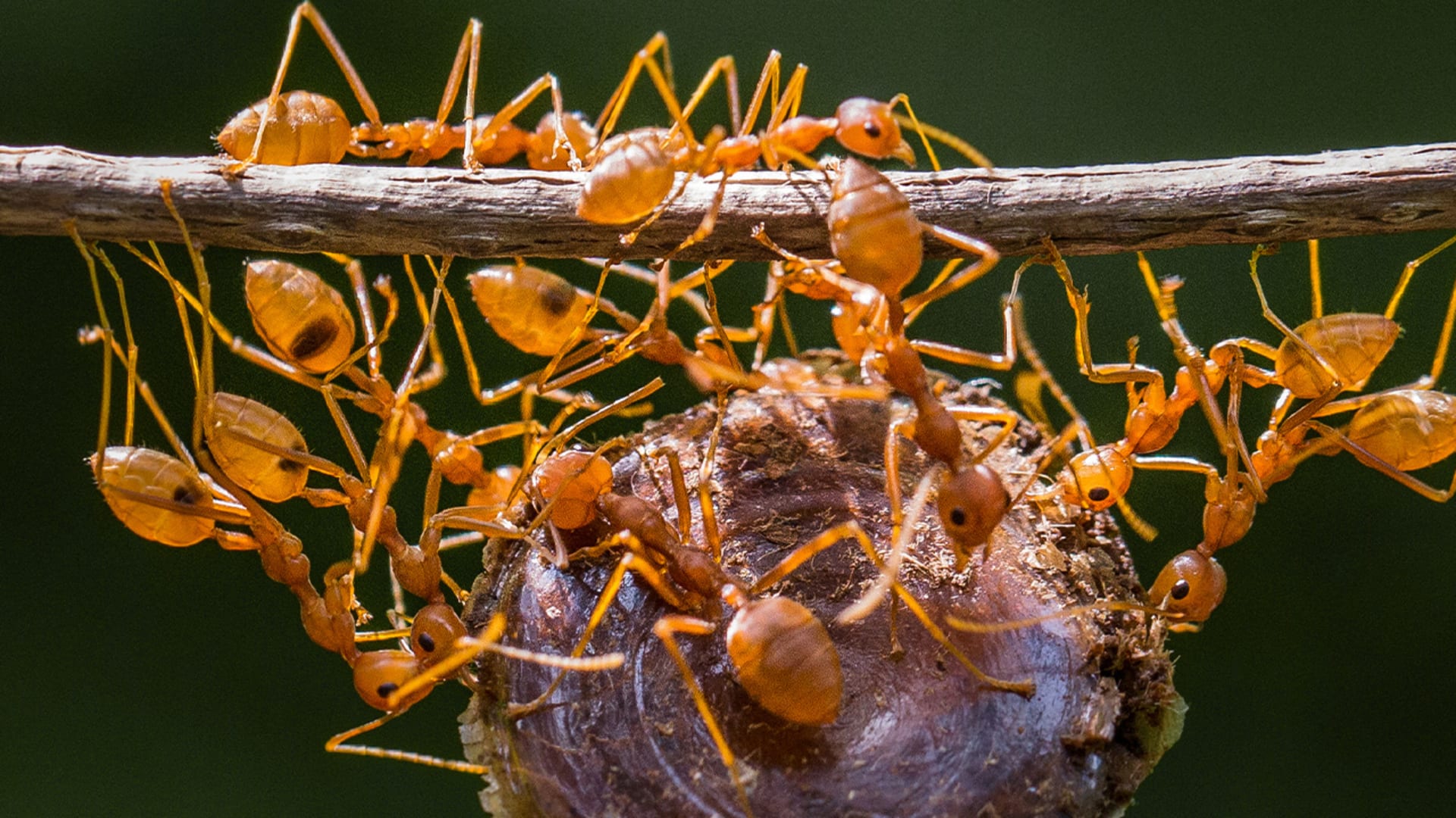 Mravenci mají schopnost rozpoznat v moči pach rakoviny. (ilustrační foto)