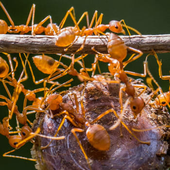 Mravenci jsou týmoví hráči