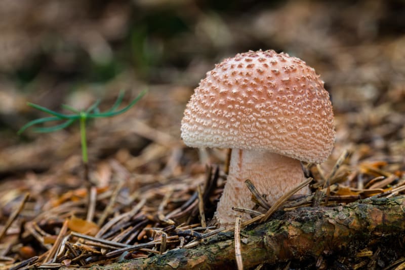 Skvělá houba je muchomůrka růžovka. 
