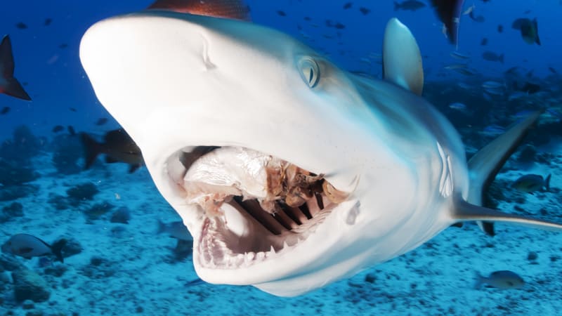Útok žraloků spanilých připomíná krvelačné piraně. Podívejte se jim do chřtánu