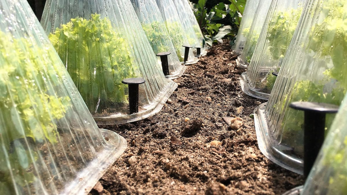 Pokud chceme pěstovat zimní štěrbák a nemáme skleník či pařeniště, můžeme endivii pěstovat pod jednotlivými skleněnými či plastovými nádobami.