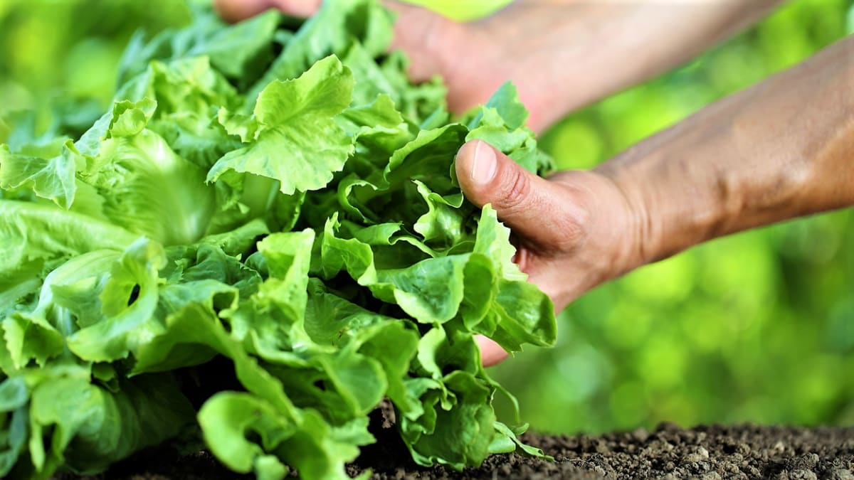 Endivie neboli štěrbák je lehce nahořklý salát. Jak ho pěstovat?
